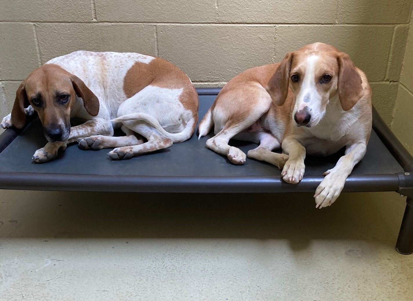 LCSPCA Pets of the Week 9/16/20